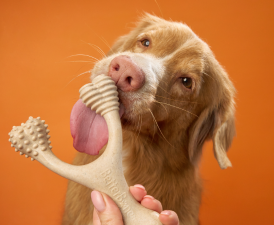 Eco Wood vs Plastic Chew Toys